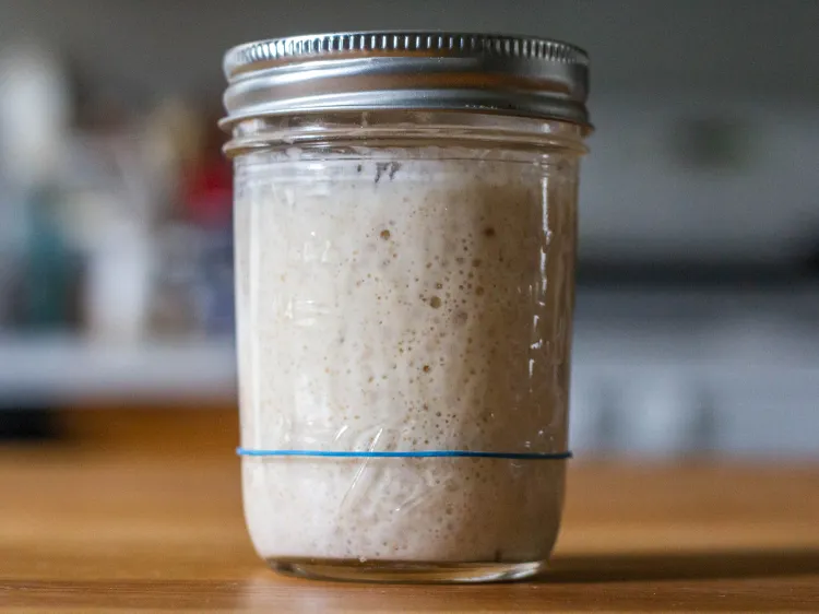 Homemade Sourdough Starter Recipe: A Beginner’s Guide to Making Your Own